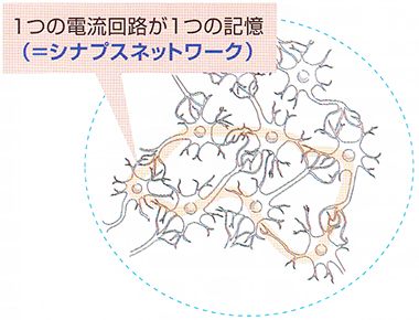 シナプスネットワーク